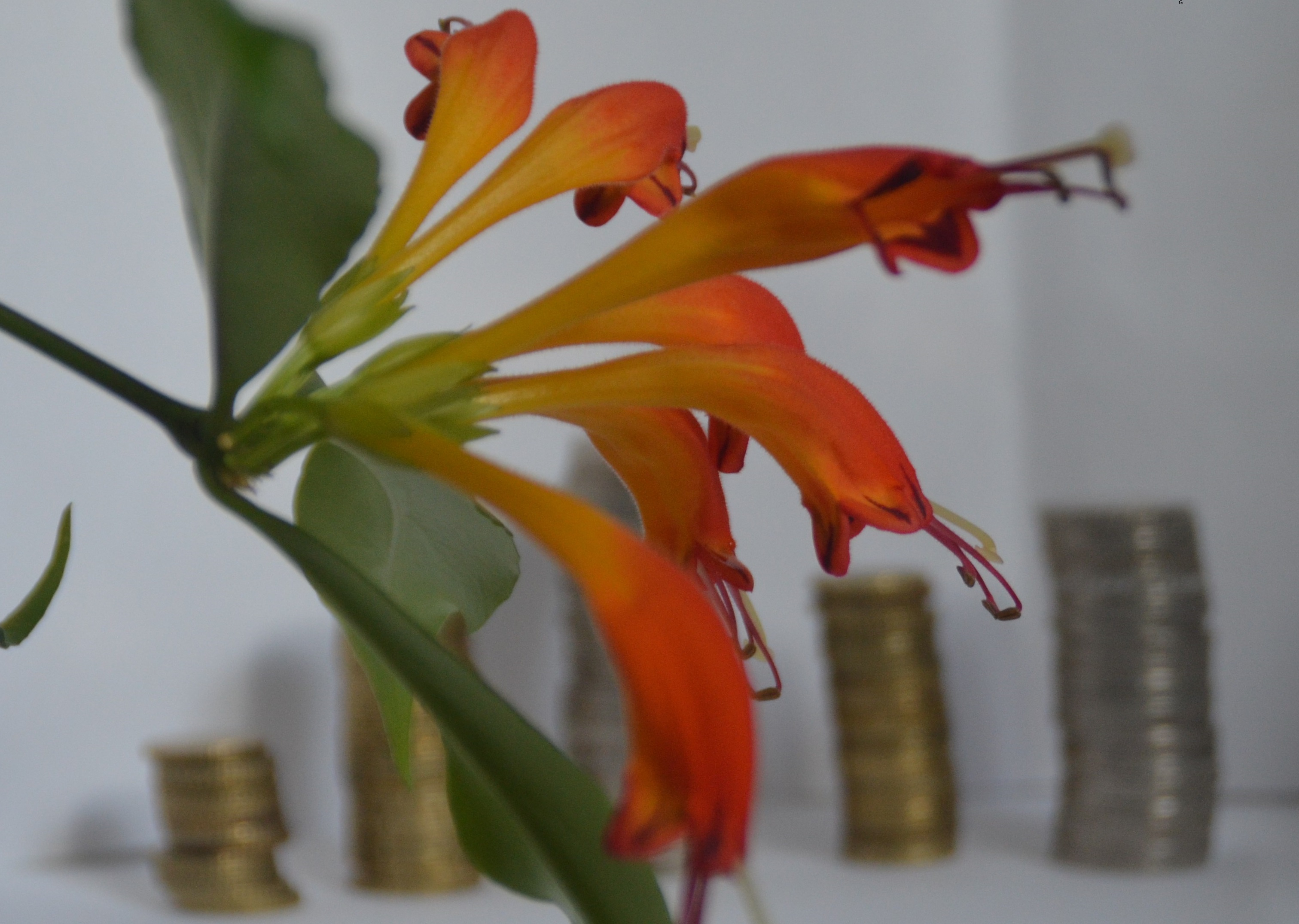 Blüte vor Münzen - symbolisiert Wachstum durch Förderung